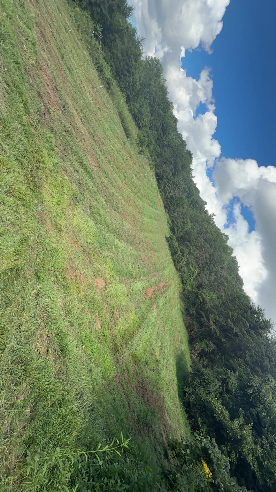 Green grassy hillside next to a line of trees, with a partly cloudy blue sky.