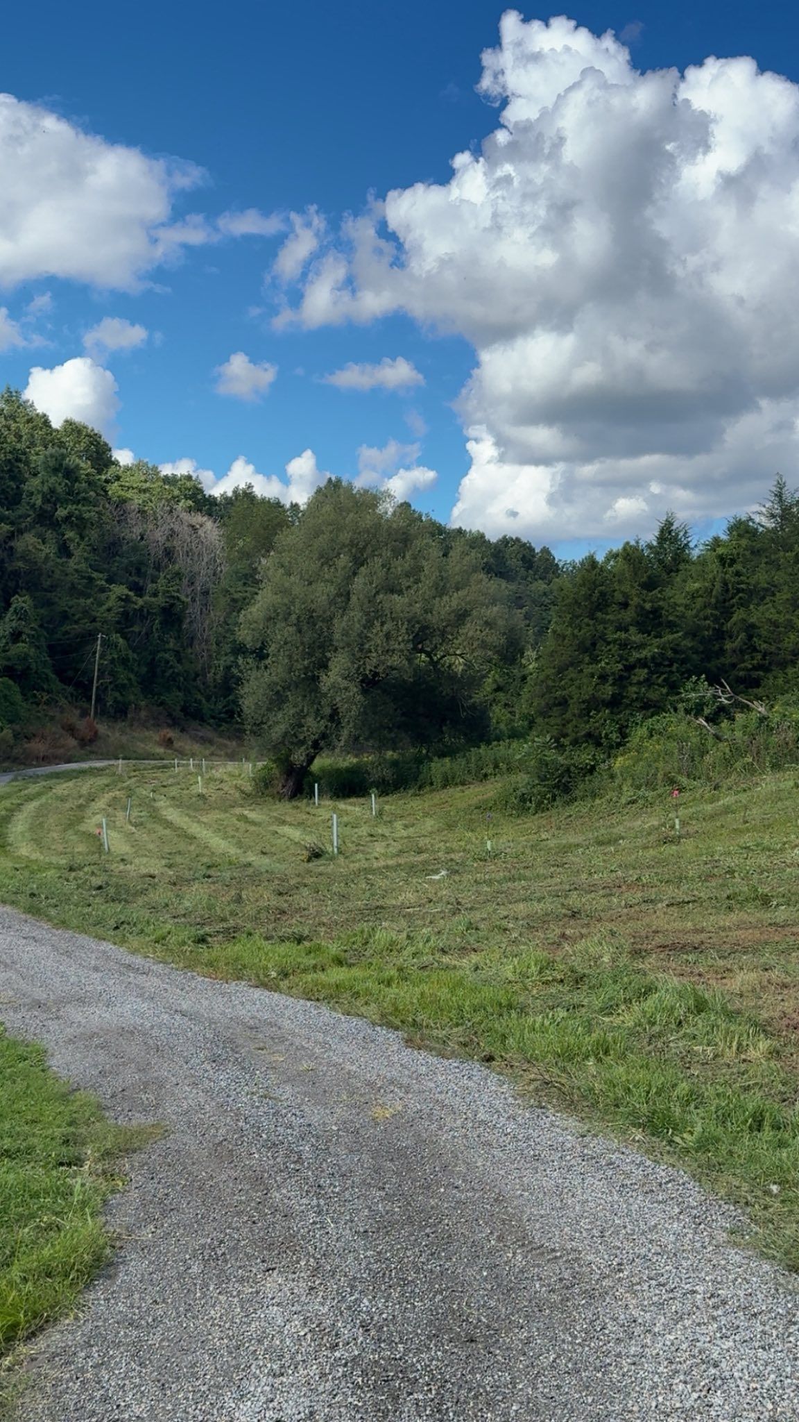 Gravel path through a grassy area, trees in the background, blue sky with puffy white clouds.