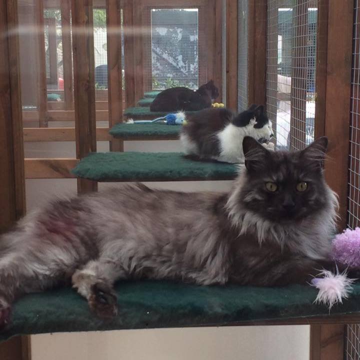 Cattery near Bath