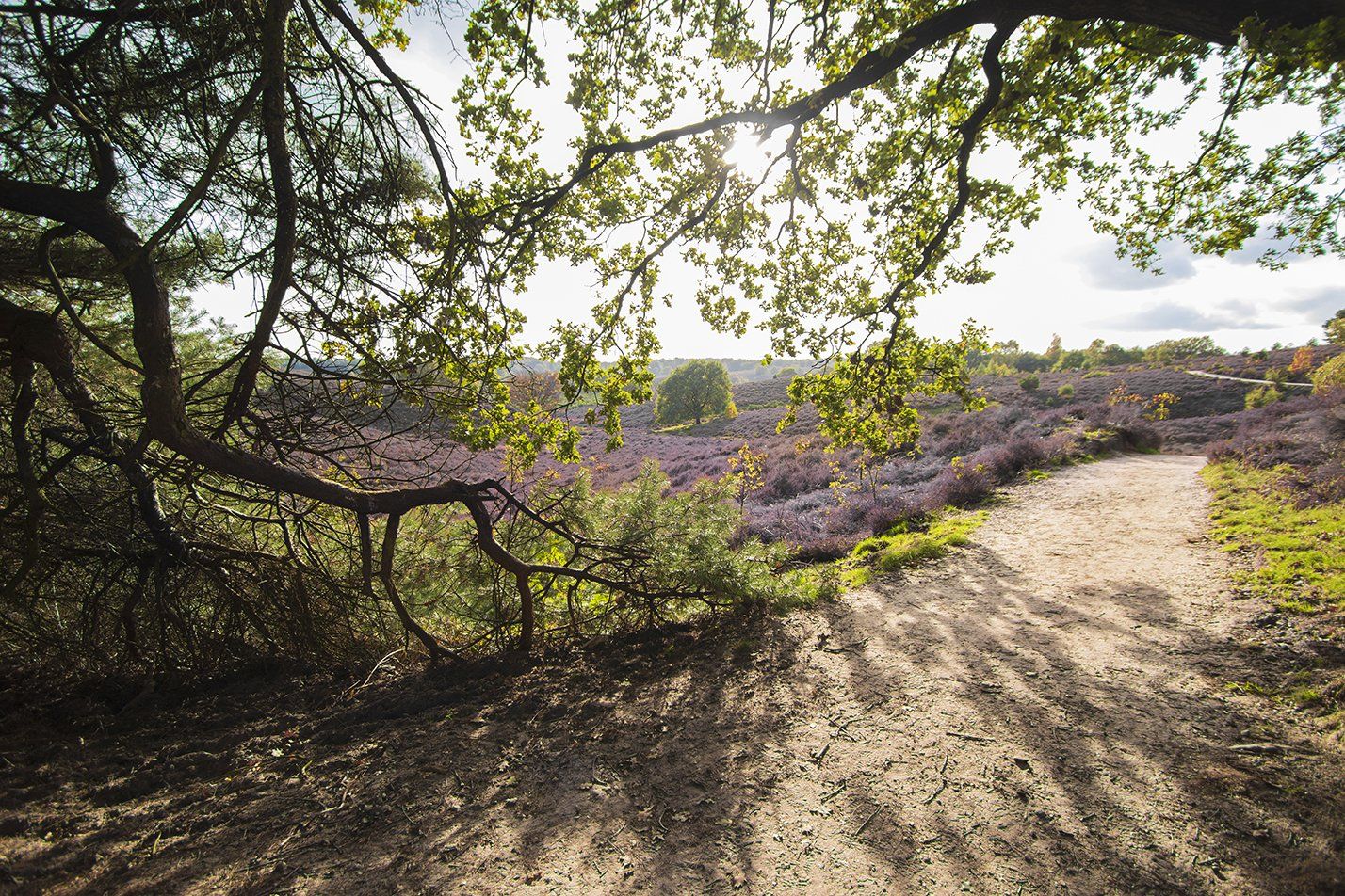 natuurhuisje, veluwe, hoge veluwe, tiny house, beekbergen, droomparken, bijzondere overnachting, posbank