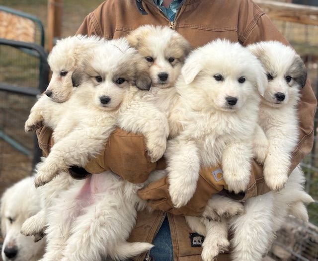 The New Year at Vision Farms