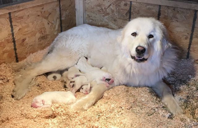 how many puppies are born in a maremmano abruzzese sheepdog litter