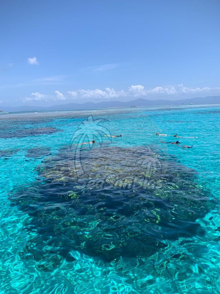 A group of people are swimming in the ocean near a coral reef.