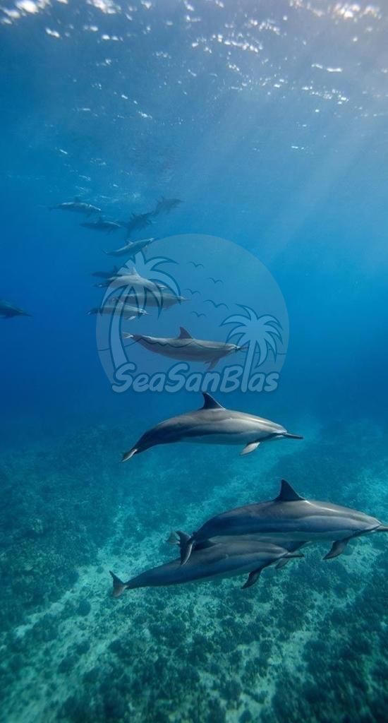A group of dolphins are swimming in the ocean.