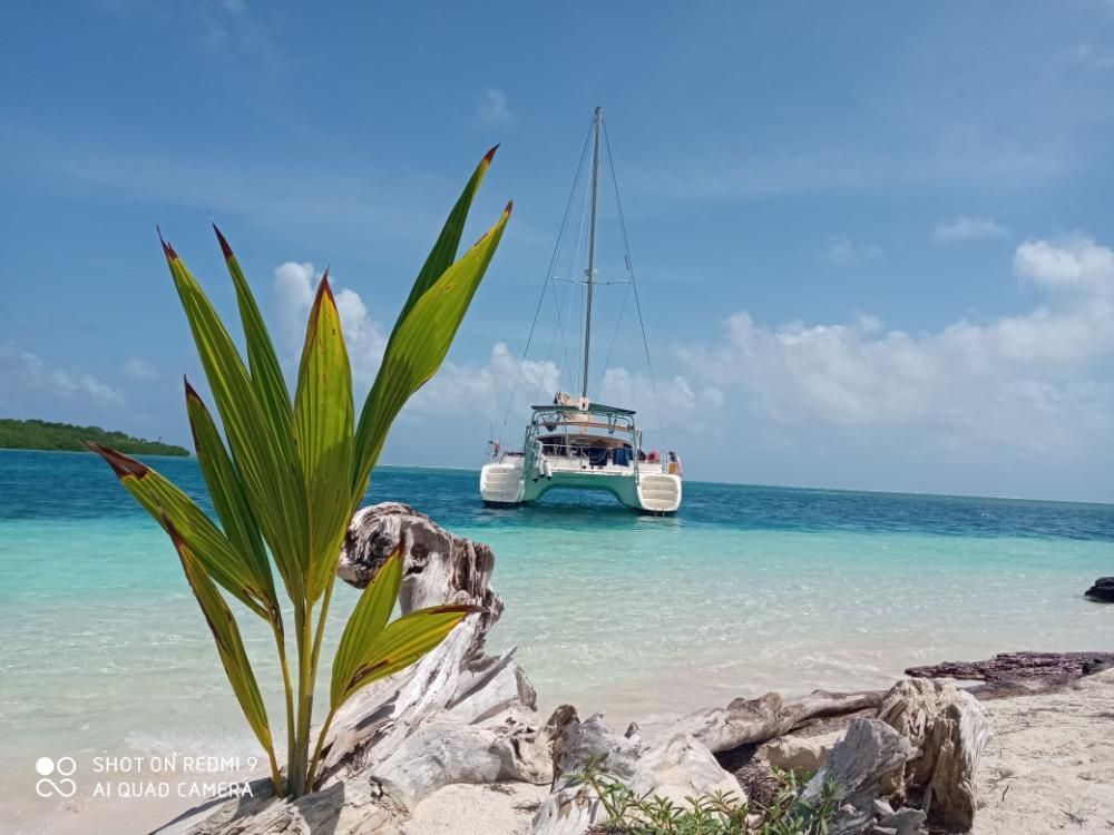 A sailboat is docked on a tropical beach with a palm tree in the foreground.