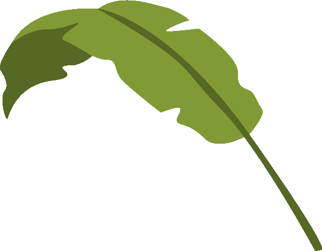 a green leaf with a long stem on a white background