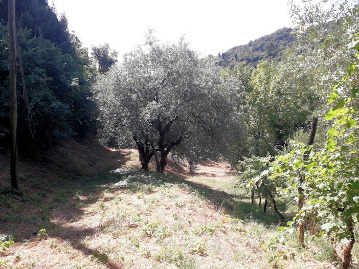Una foresta verde lussureggiante con alberi e cespugli su una collina.