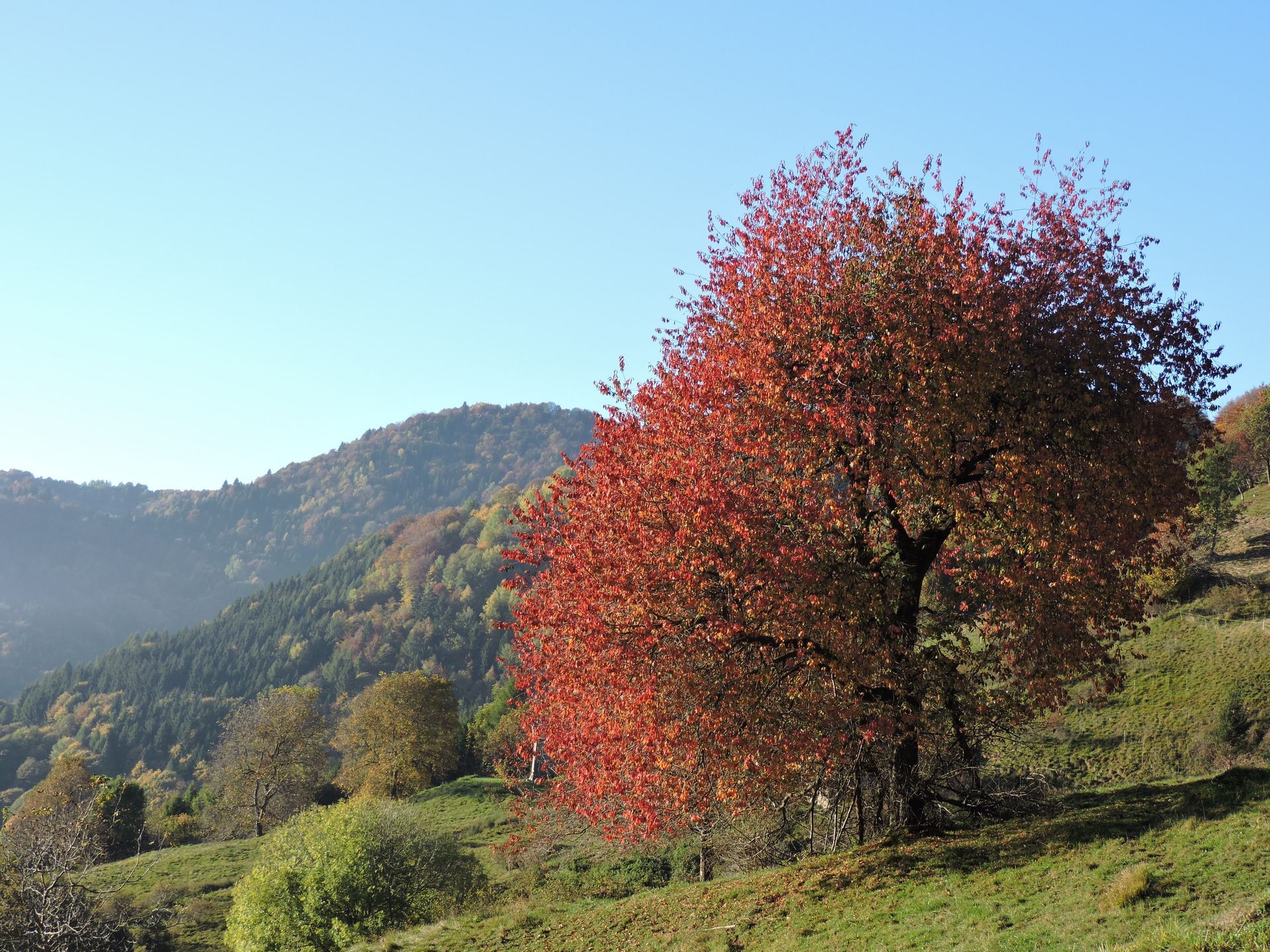 Un albero con foglie rosse su una collina con montagne sullo sfondo