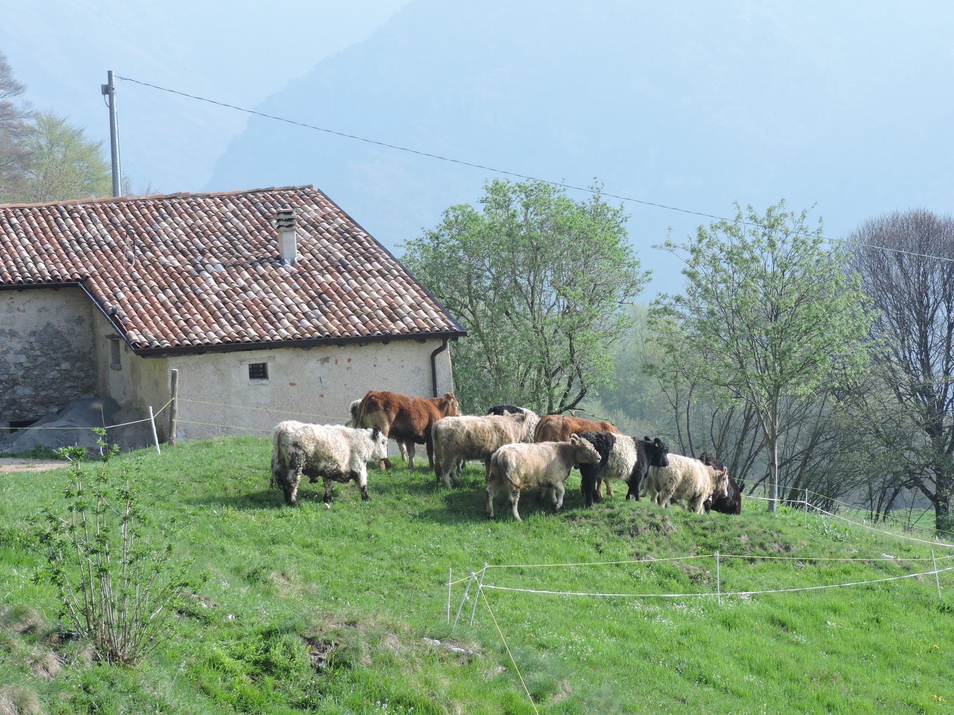 Una mandria di mucche al pascolo in un campo erboso di fronte a un edificio