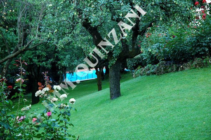 Un albero in mezzo a un campo verde lussureggiante con il nome quinzani in basso