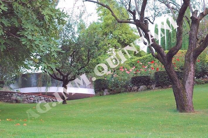Un albero in mezzo a un campo verde lussureggiante
