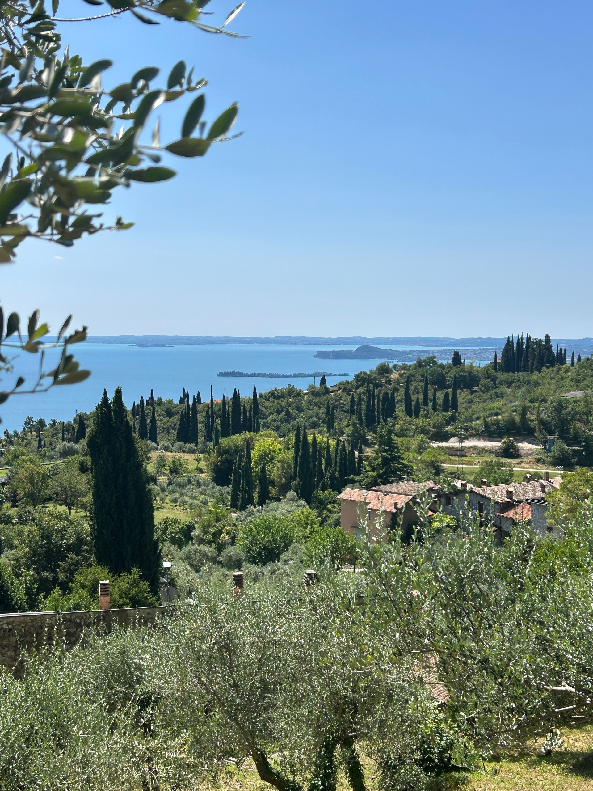 Un sentiero in mezzo a una foresta circondato da alberi.