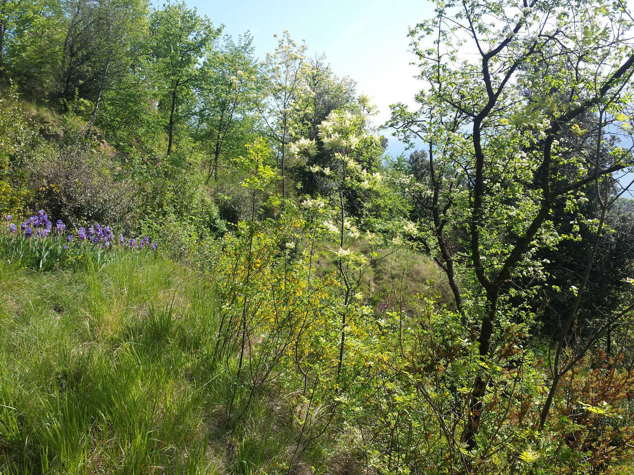 Un campo di erba e alberi su una collina