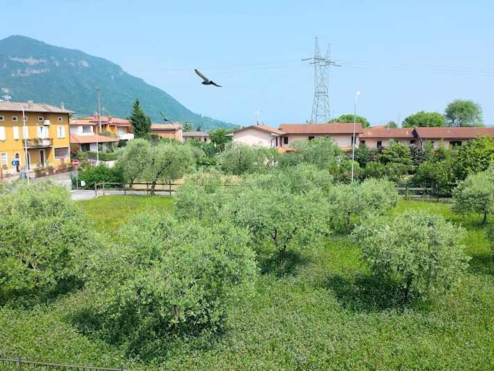 Un uccello sta volando sopra un campo di alberi e case.