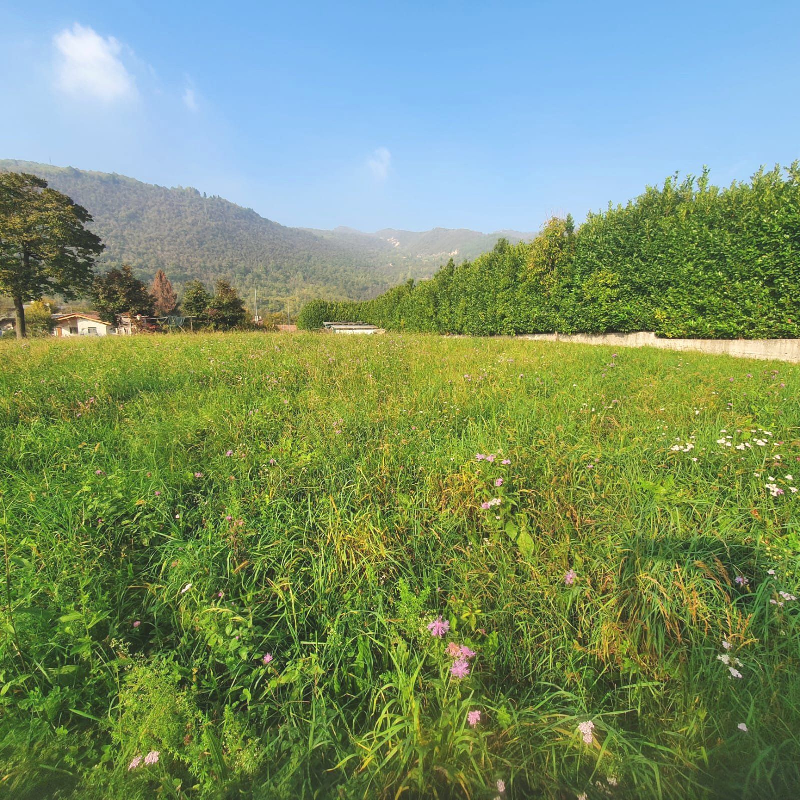 Un campo di erba e fiori con le montagne sullo sfondo