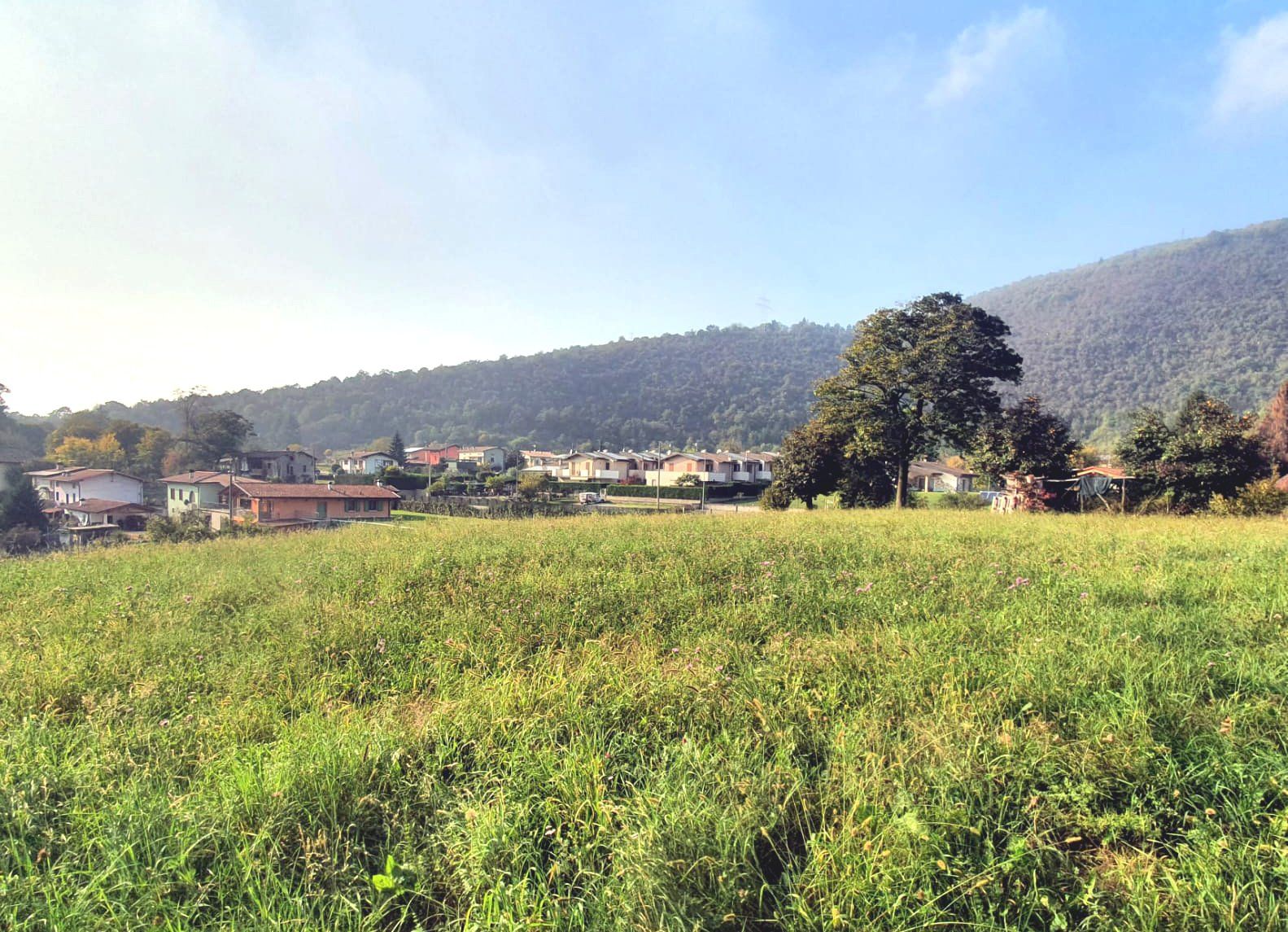 Un campo verde lussureggiante con una montagna sullo sfondo