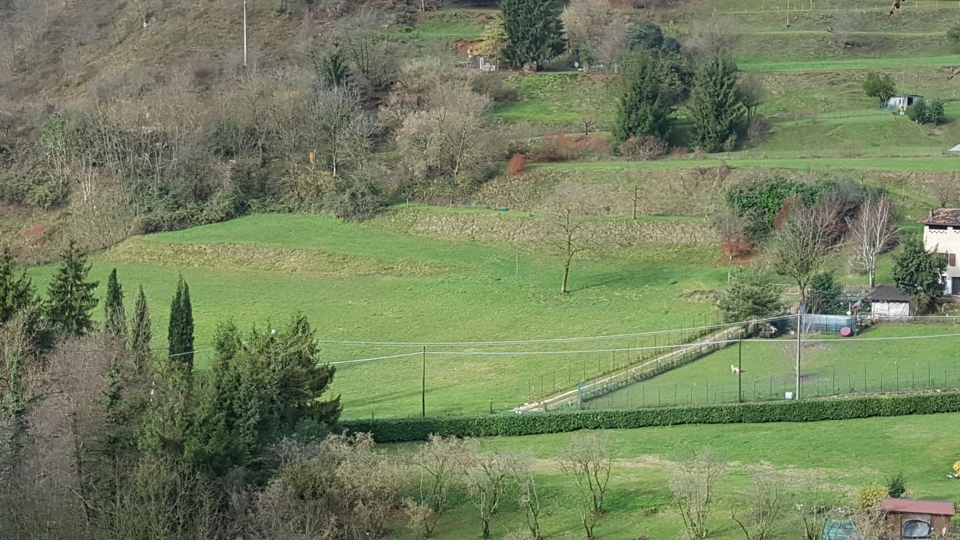 Un campo verde lussureggiante con alberi e una casa sullo sfondo