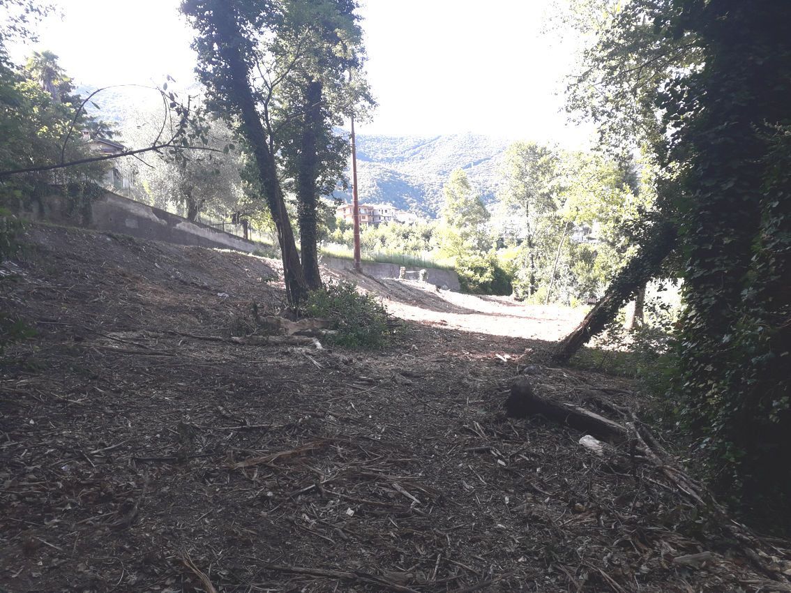 Una strada sterrata che attraversa una foresta con alberi su entrambi i lati.