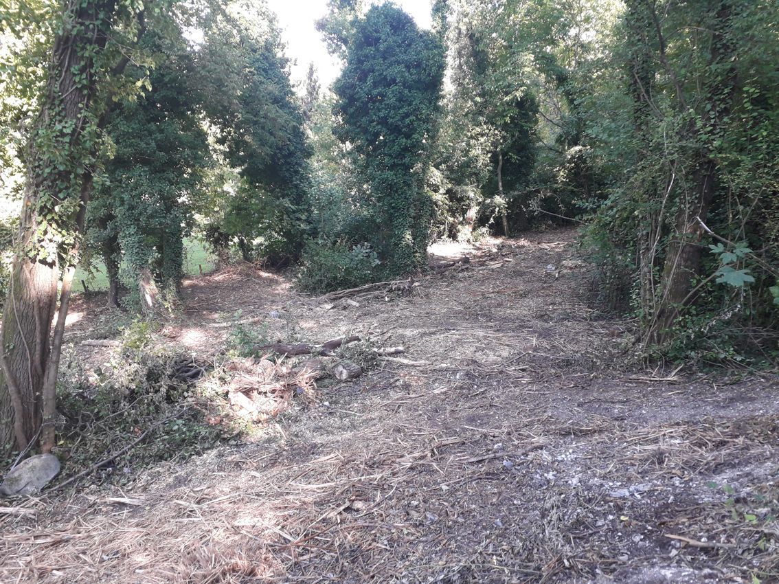 Una strada sterrata in mezzo a una foresta circondata da alberi.