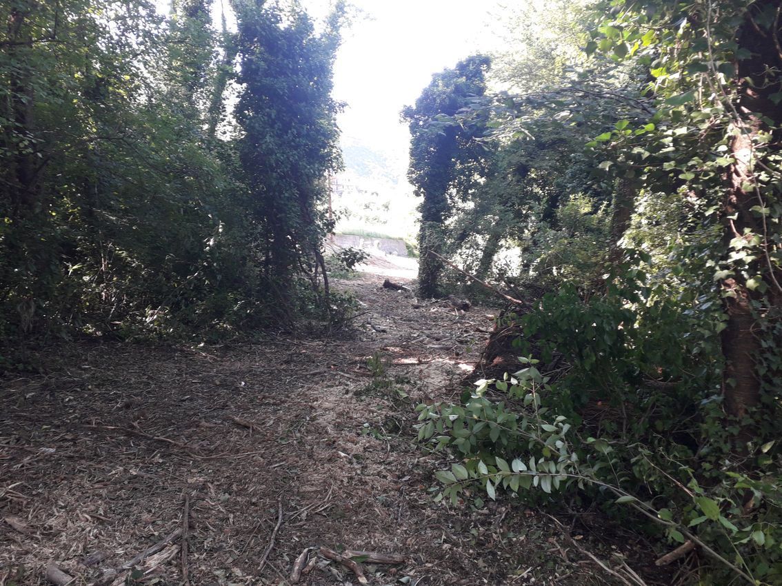 Un'auto è parcheggiata in mezzo a una foresta.