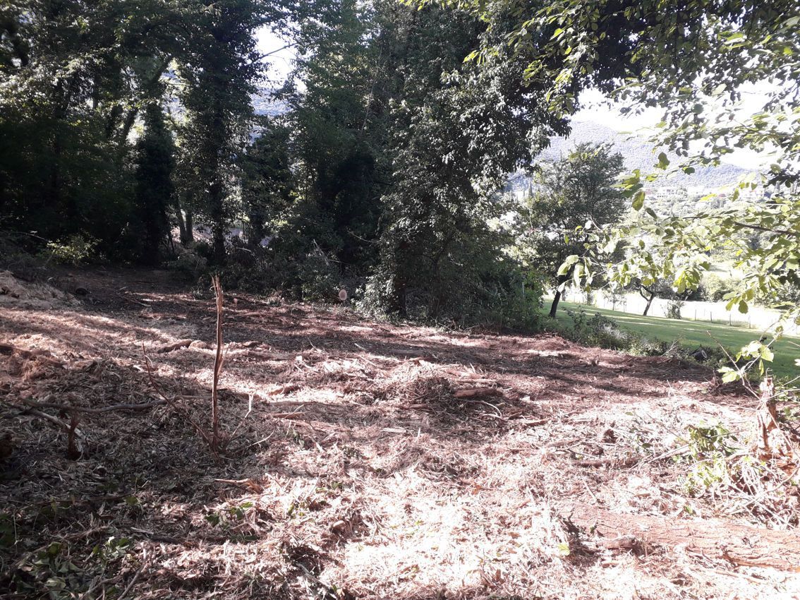 Un campo sterrato con alberi sullo sfondo e molte foglie per terra.
