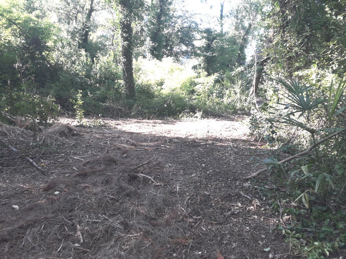 Ci sono molte foglie sul terreno nel bosco.