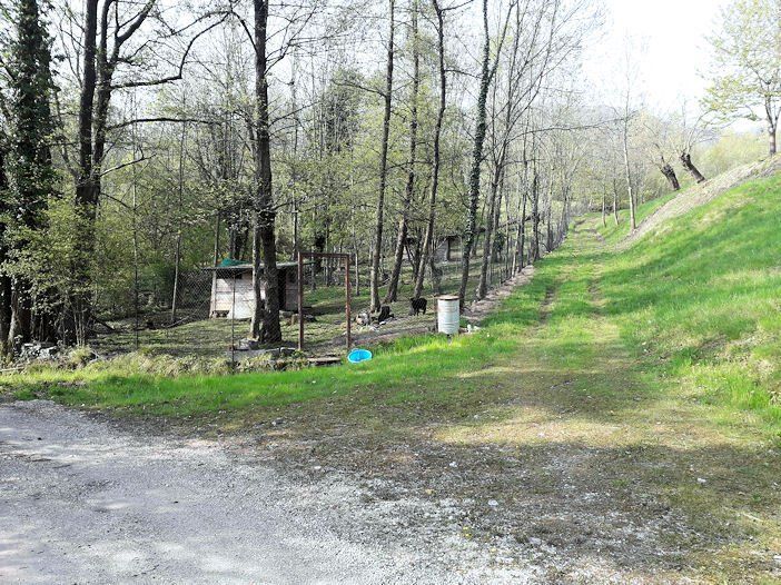 Una strada sterrata che attraversa una rigogliosa foresta verde.