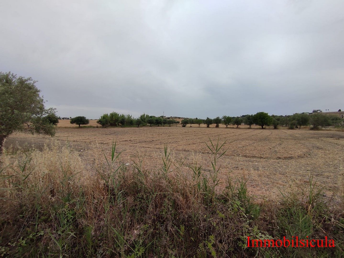 Campo arido sotto un cielo nuvoloso con alberi e cespugli in lontananza in primo piano.