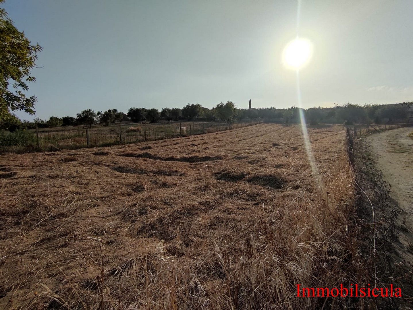 Campo asciutto e arato accanto a una strada sterrata, sotto un sole splendente, con alberi all'orizzonte.