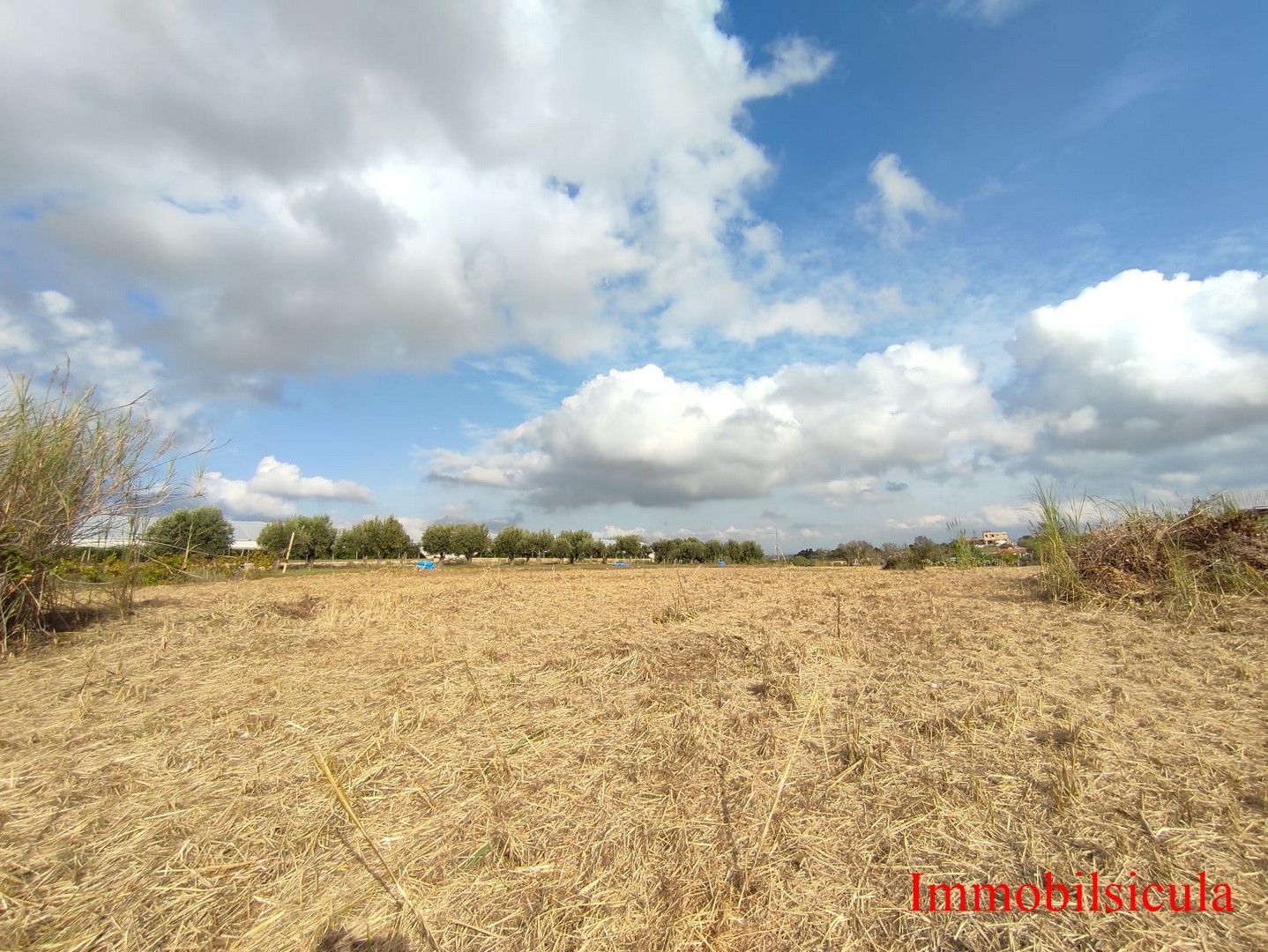 Un campo erboso asciutto sotto un cielo azzurro brillante con grandi nuvole bianche e alberi in lontananza.