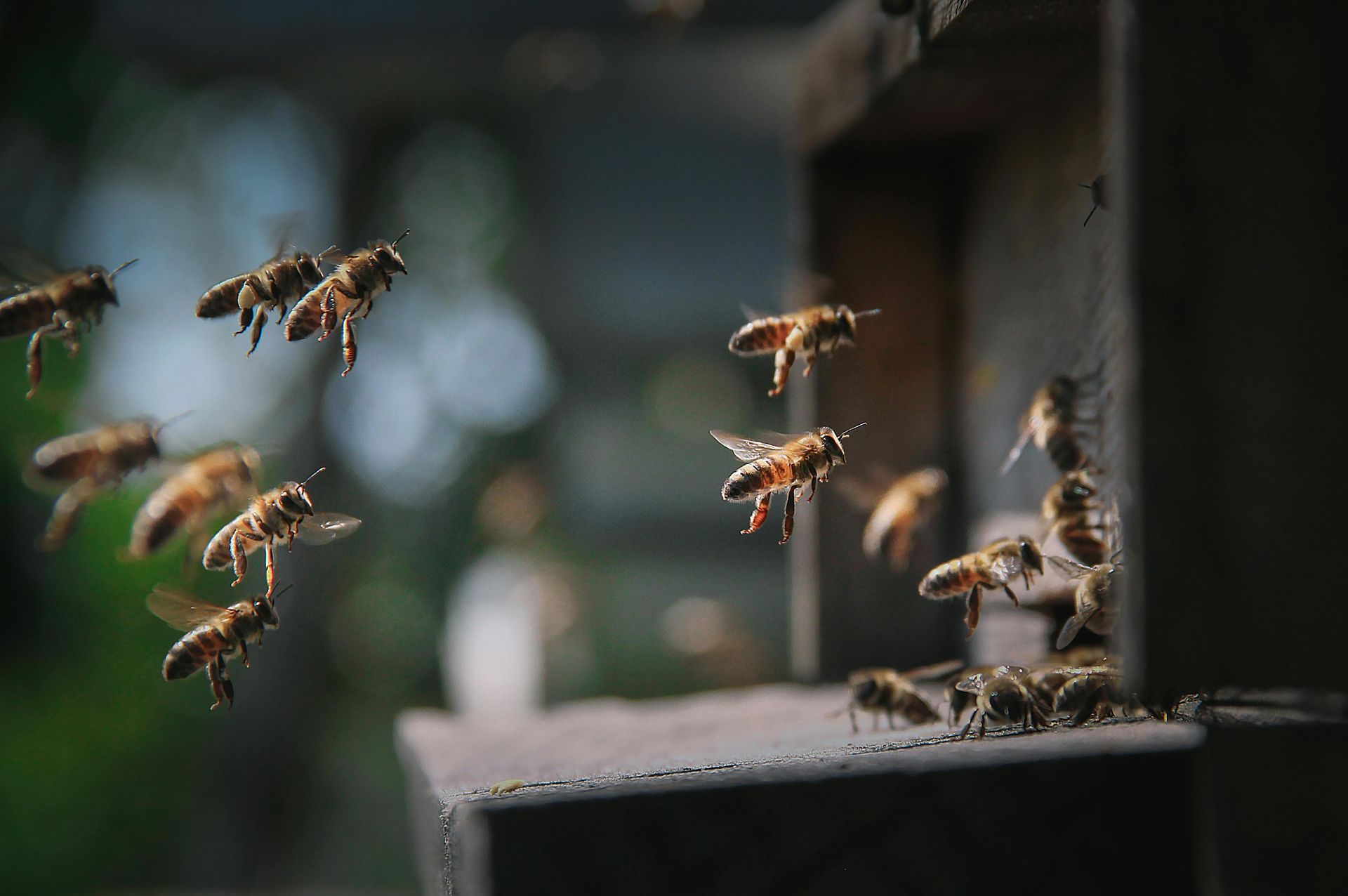 Large swarm of bees hanging under the edge of a roof on a house wall