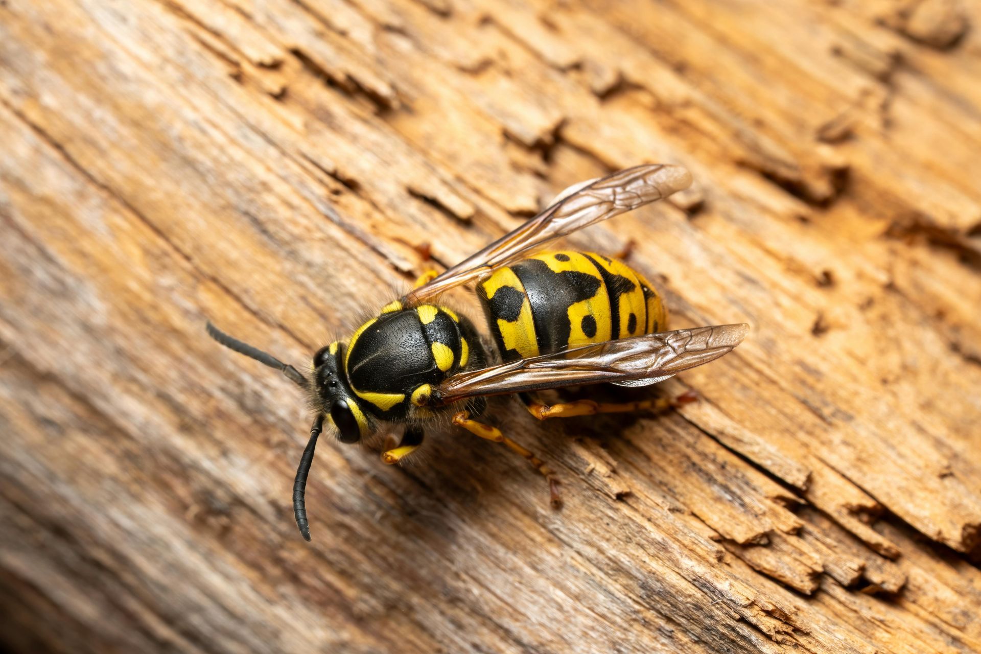 Rustic wooden beehive with several honeybees clustered on the hive entrance and bottom opening