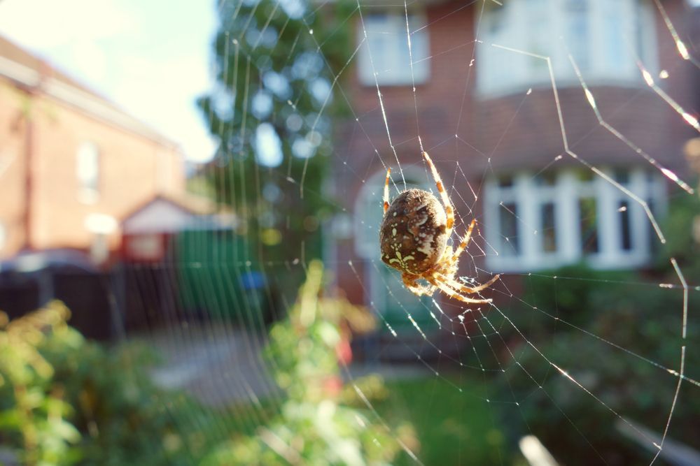 Close-Up Brown Orb Spider On Wide Cobweb — Pest Control in Sussex Inlet, NSW
