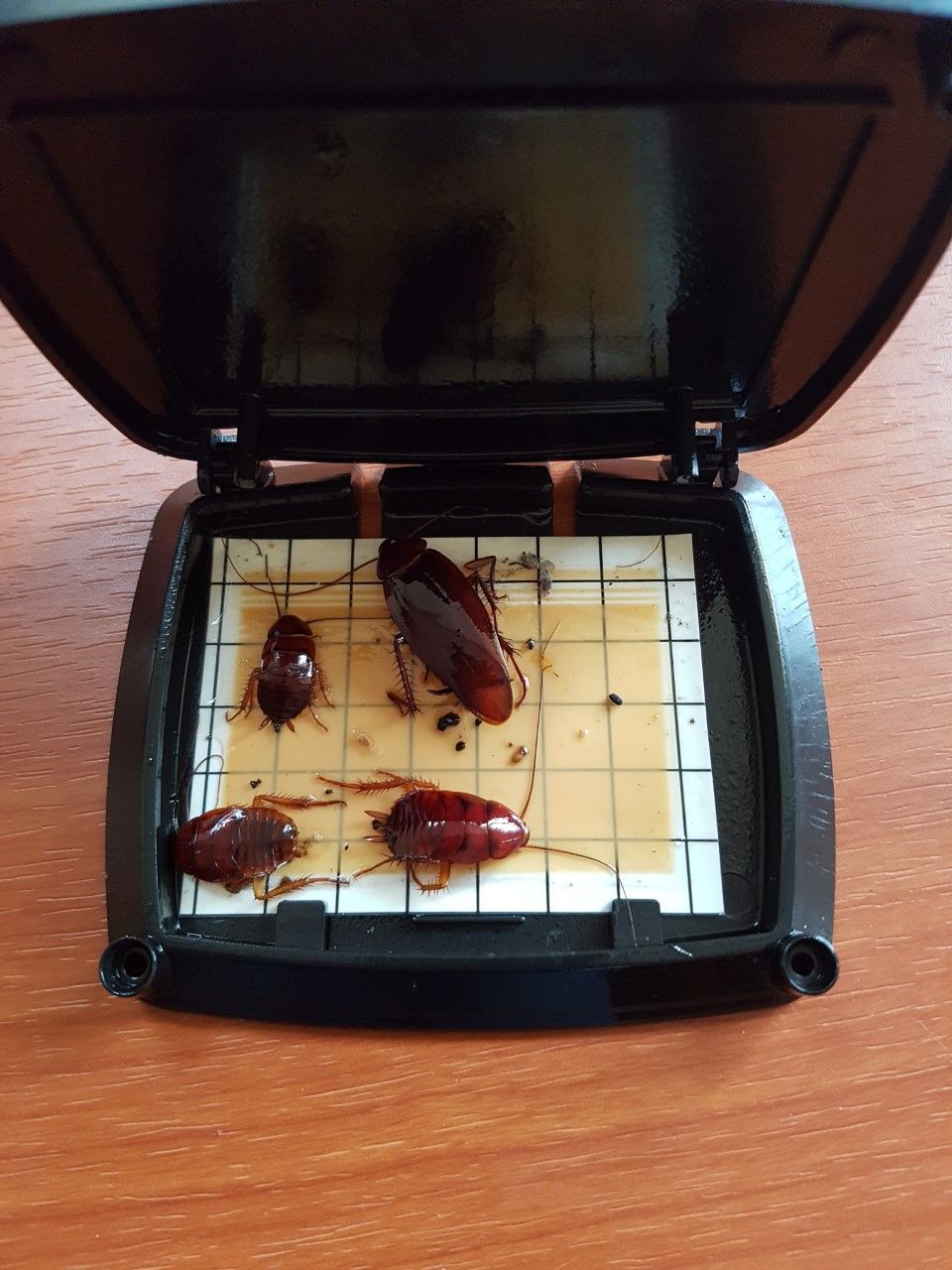 cockroaches in different stages — Pest Control in Sussex Inlet, NSW