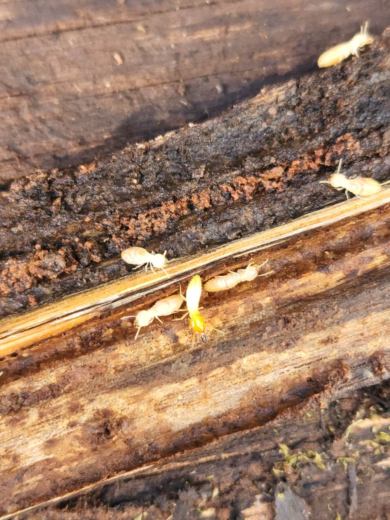 Termite Control at Home — Pest Control in Sussex Inlet, NSW