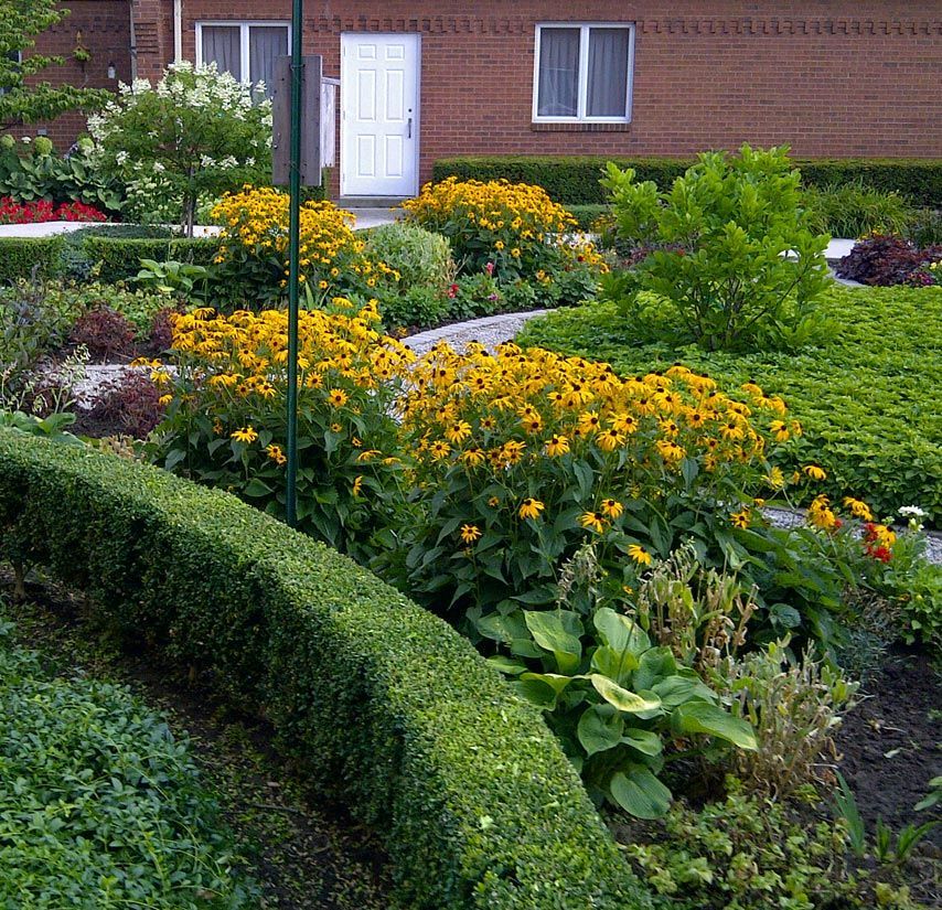 Maintained Dundas landscape with curved hedge and yellow black eyed susan’s