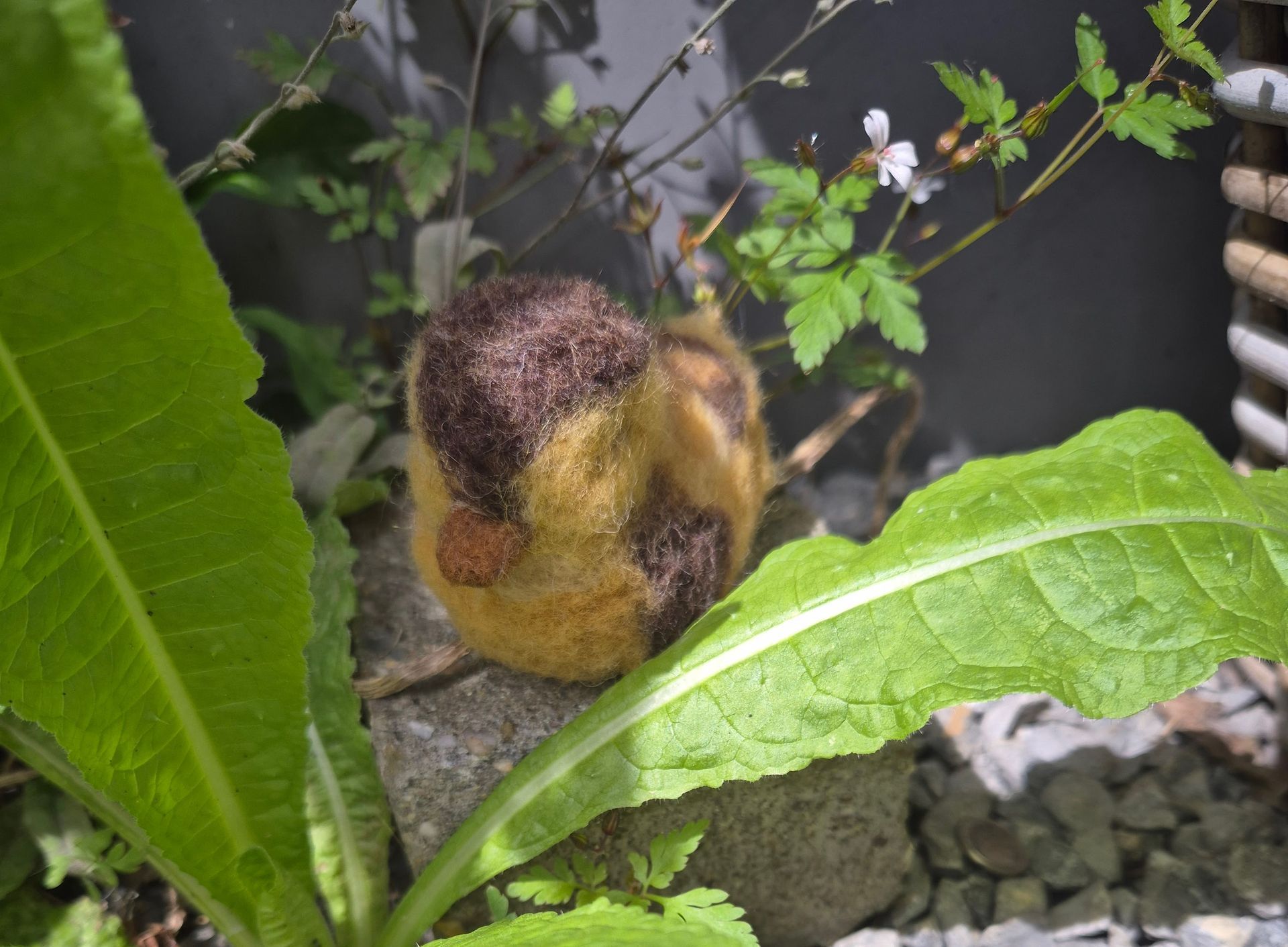 Pulletje, fluffy
