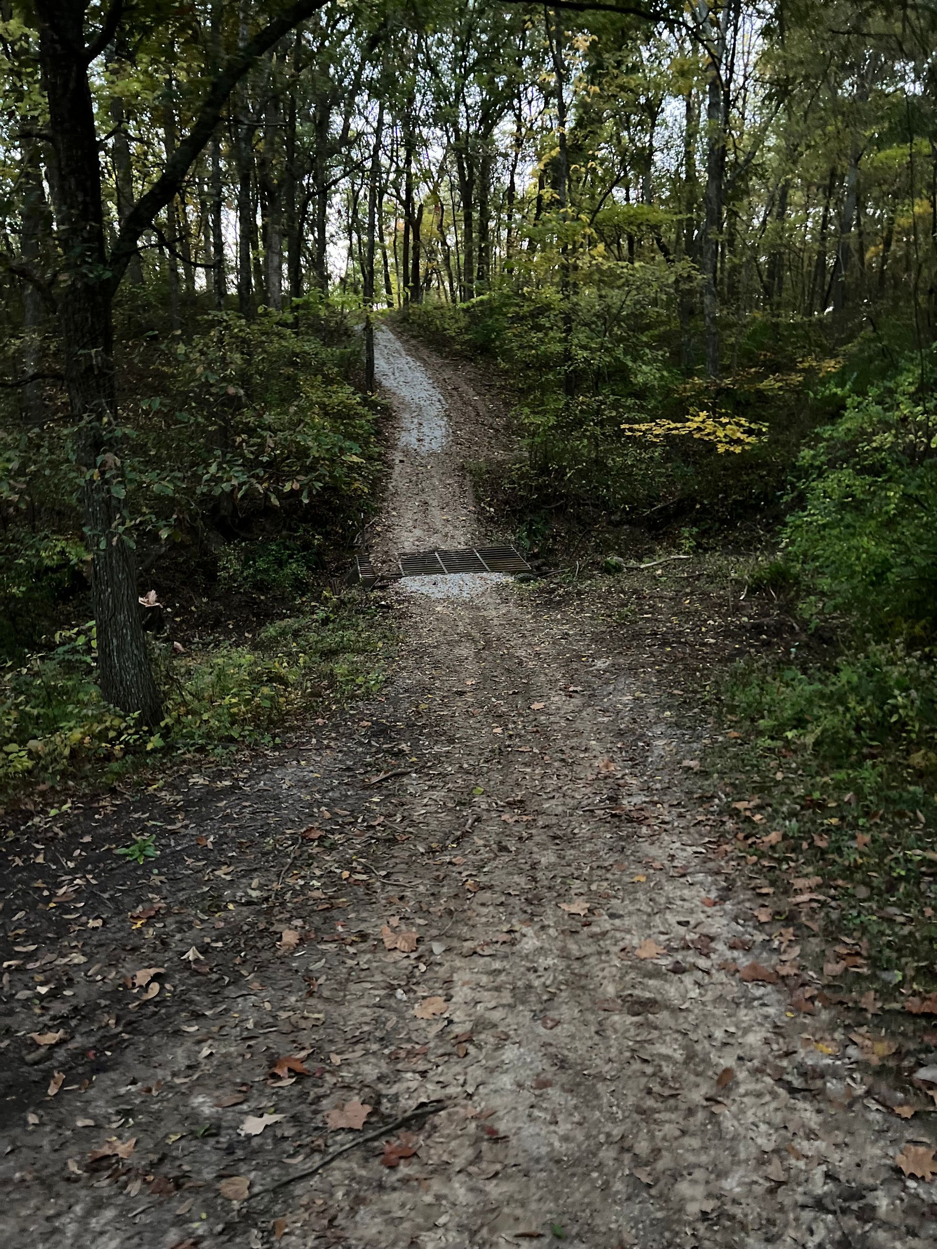 A dirt path in the woods surrounded by trees and leaves.