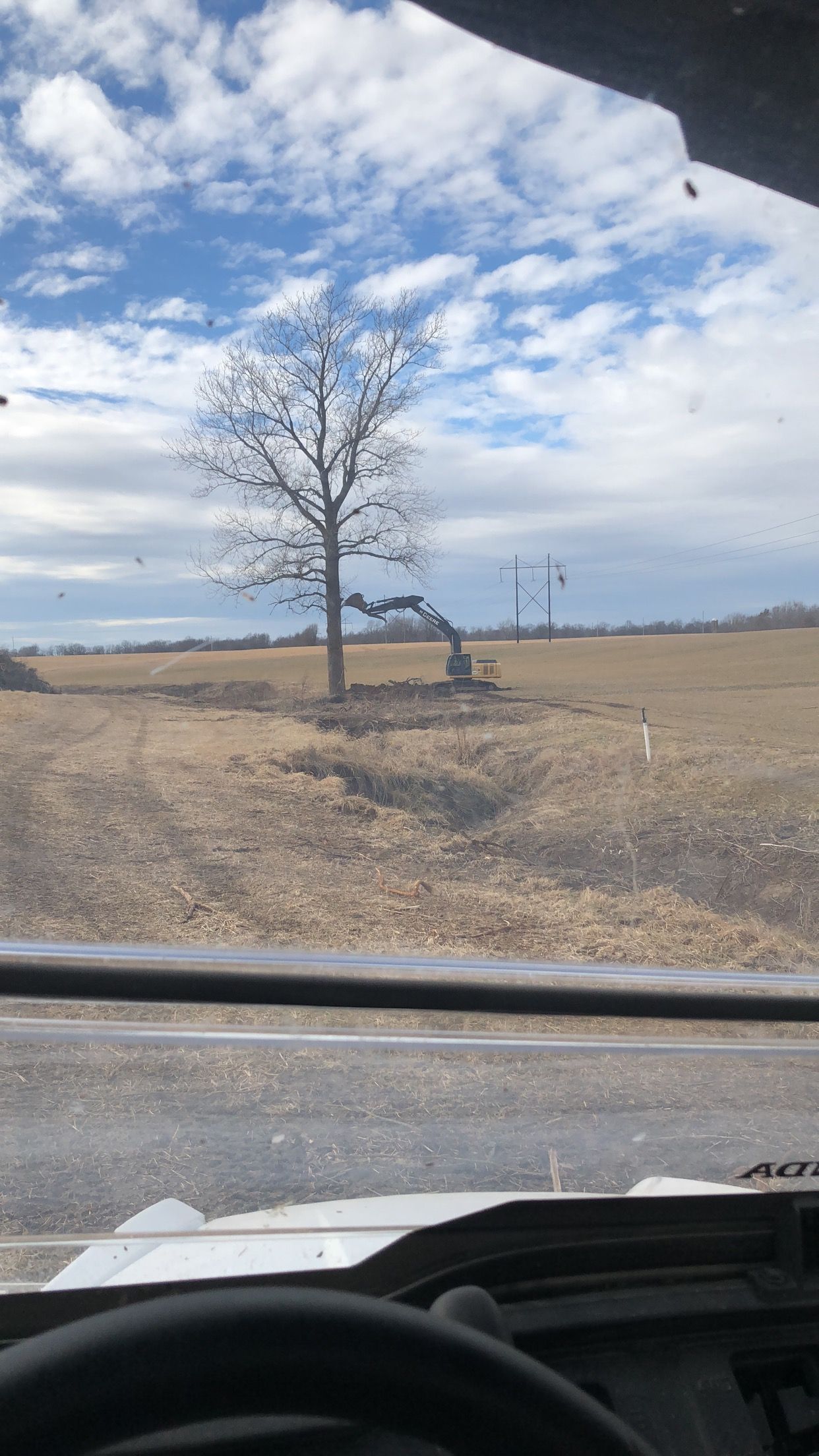 A view of a tree from the inside of a car.