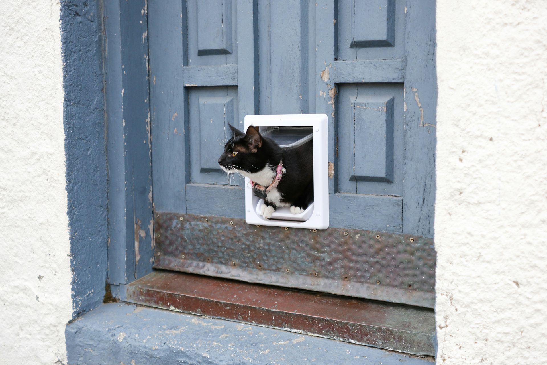 Black and white cat in a white cat door in a weathered blue door, looking to the left.