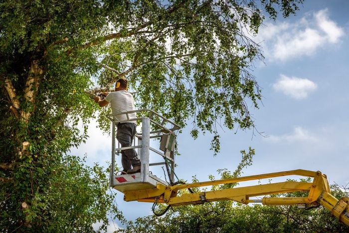 A person on a yellow lift trimming a tree against a blue sky.