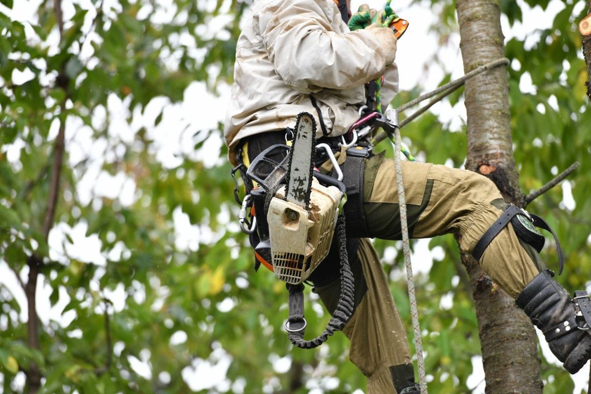Arborist using a chainsaw while secured to a tree with ropes.