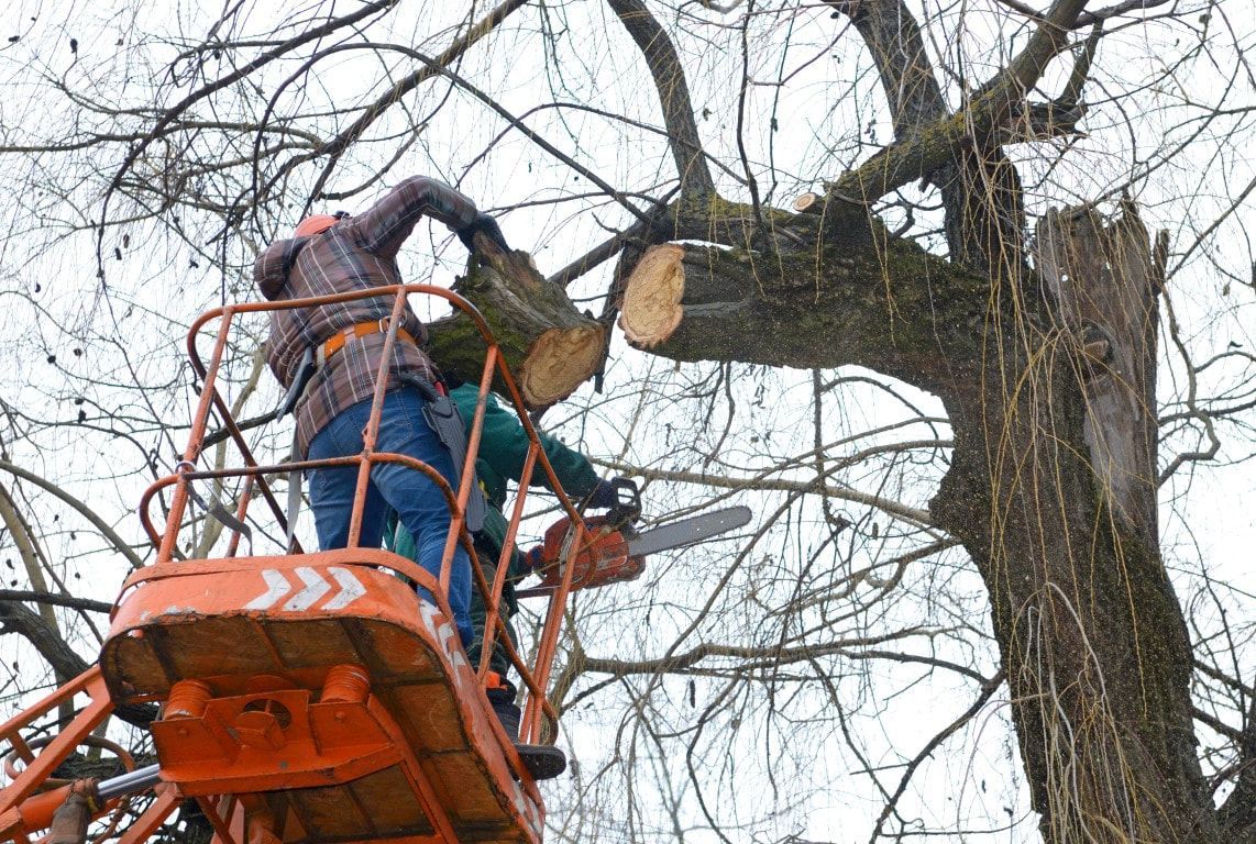 Two workers on an orange lift cut a tree branch with a chainsaw.
