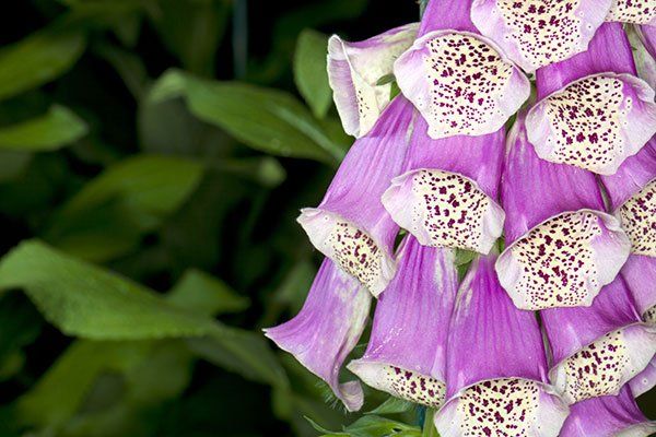 A close up of a purple and white flower with a green background.