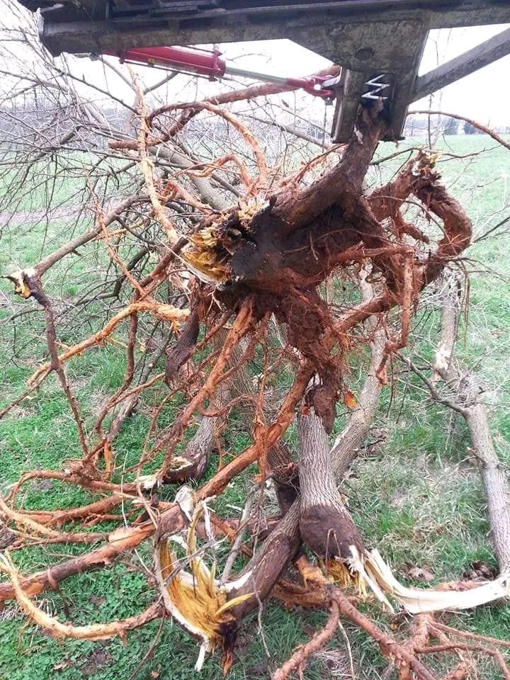 Uprooted tree with tangled roots hanging from a tractor loader in a grassy field