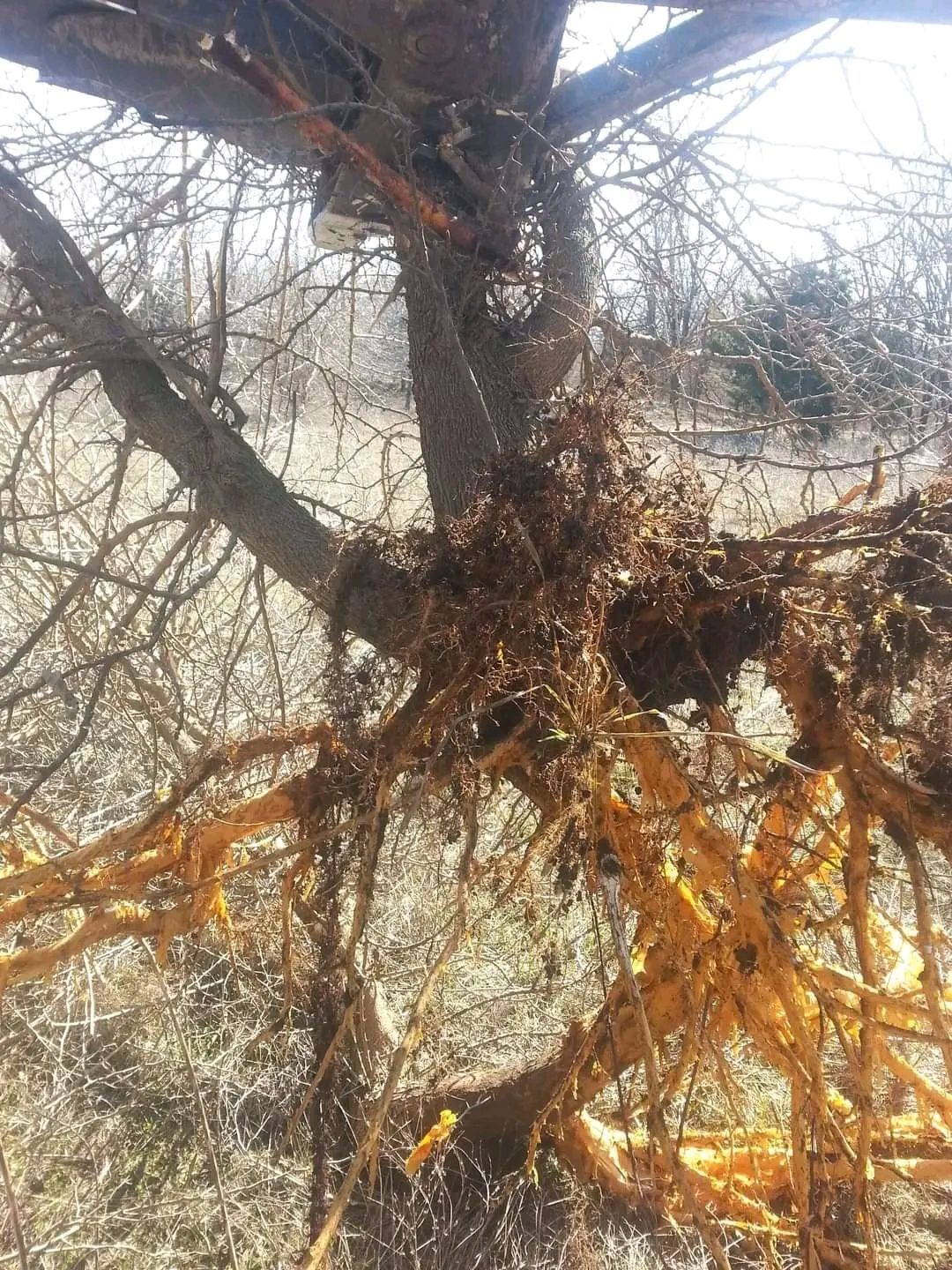 Leafless tree with dense brown branches and tangled orange roots in a bright outdoor setting