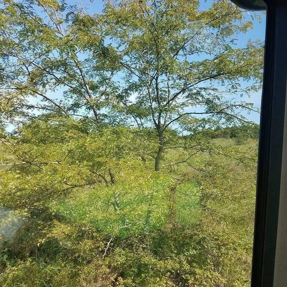 Tree-filled landscape viewed through a window on a sunny day