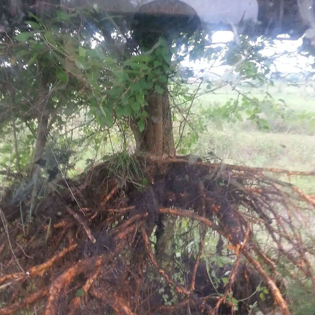 Exposed tree roots under a leafy tree beside a muddy, grassy field.