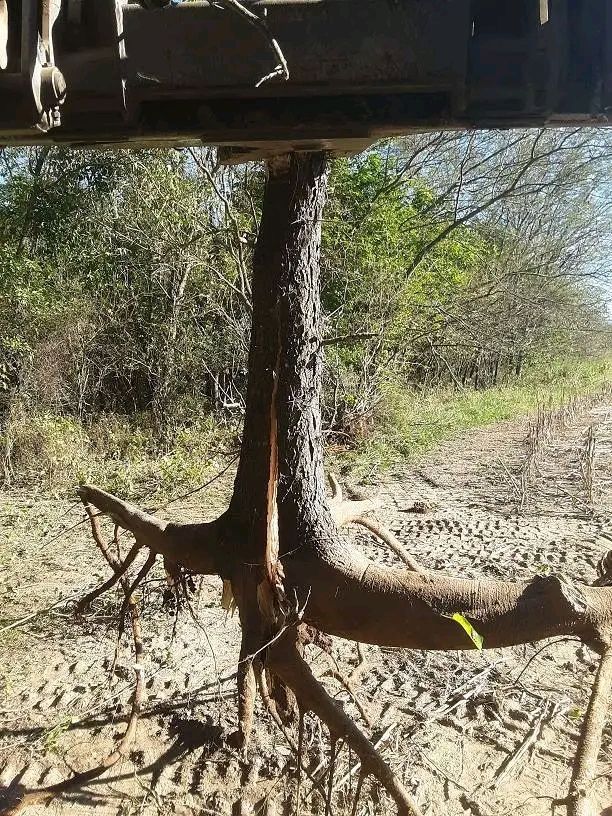 Upturned tree roots beneath a raised structure in a dry wooded area with sparse vegetation.