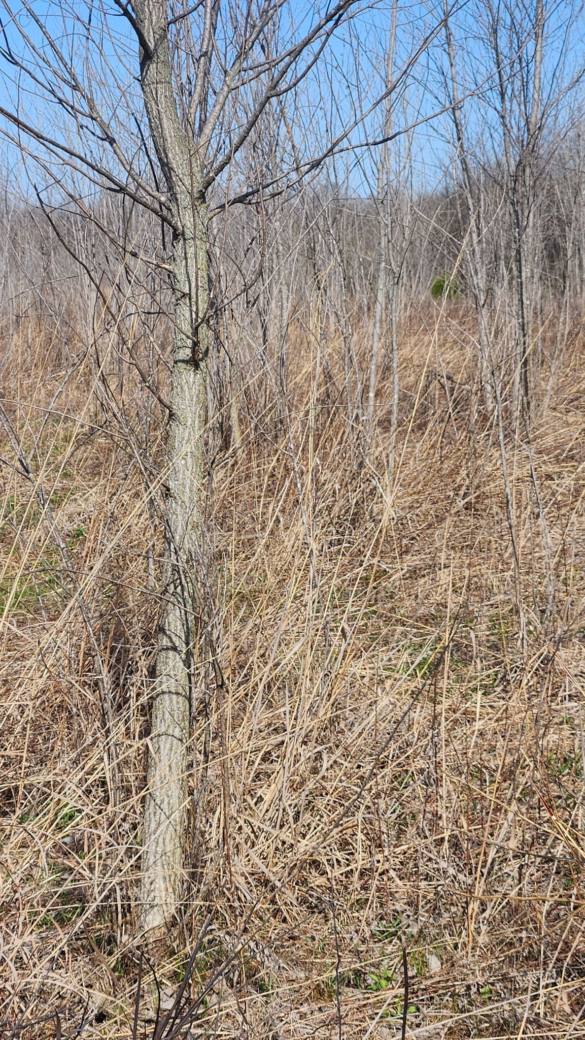 Leaf-covered forest hillside with bare trees under a clear blue sky